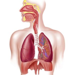 مكونات الجهاز التنفسي